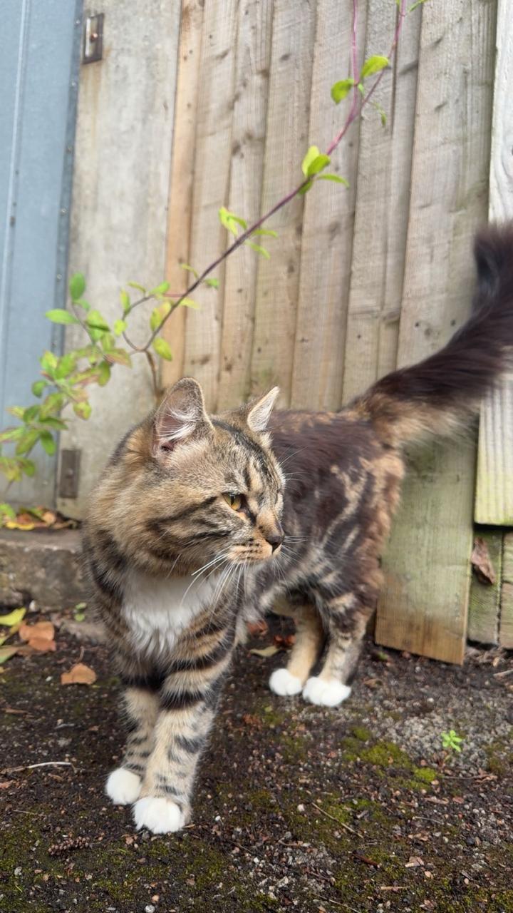 Cat